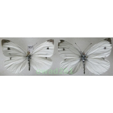 Pieris rapae (Linnaeus, 1758) pair Poland91f